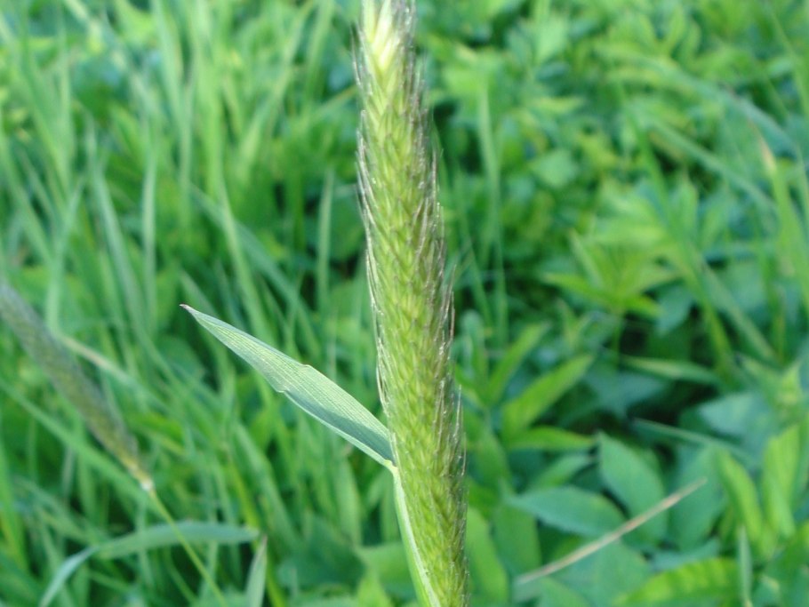 Яснотка плющевидная