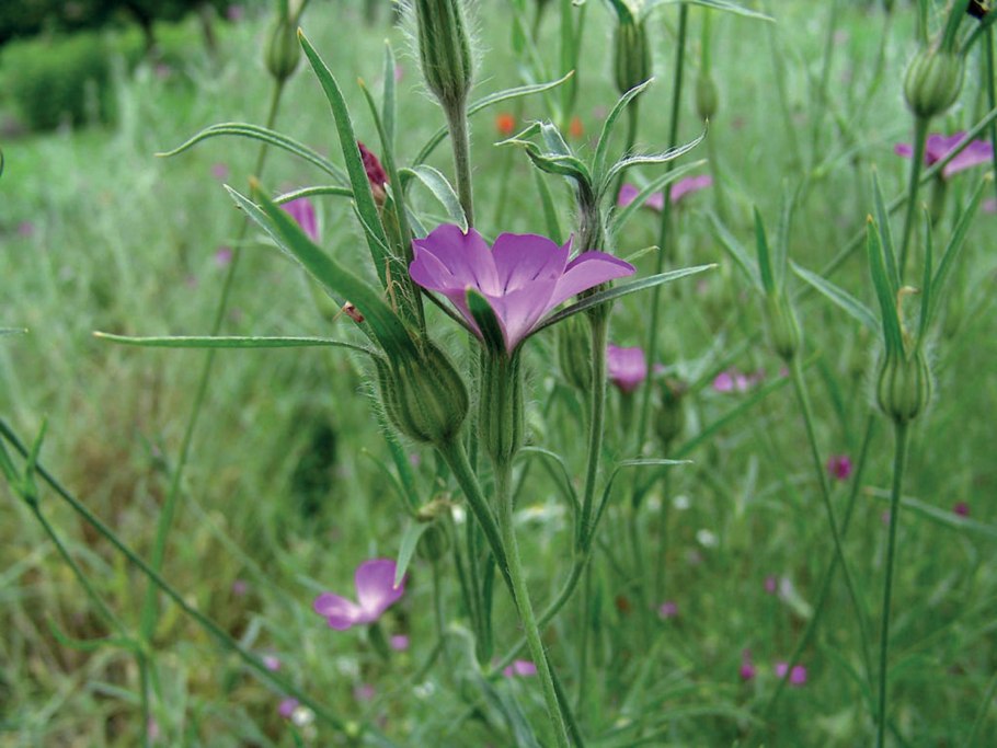Куколь обыкновенный (Agrostemma githago l.)
