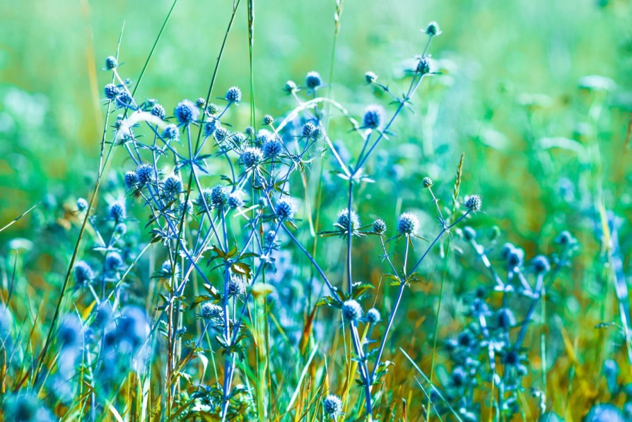 Луговые сорняки