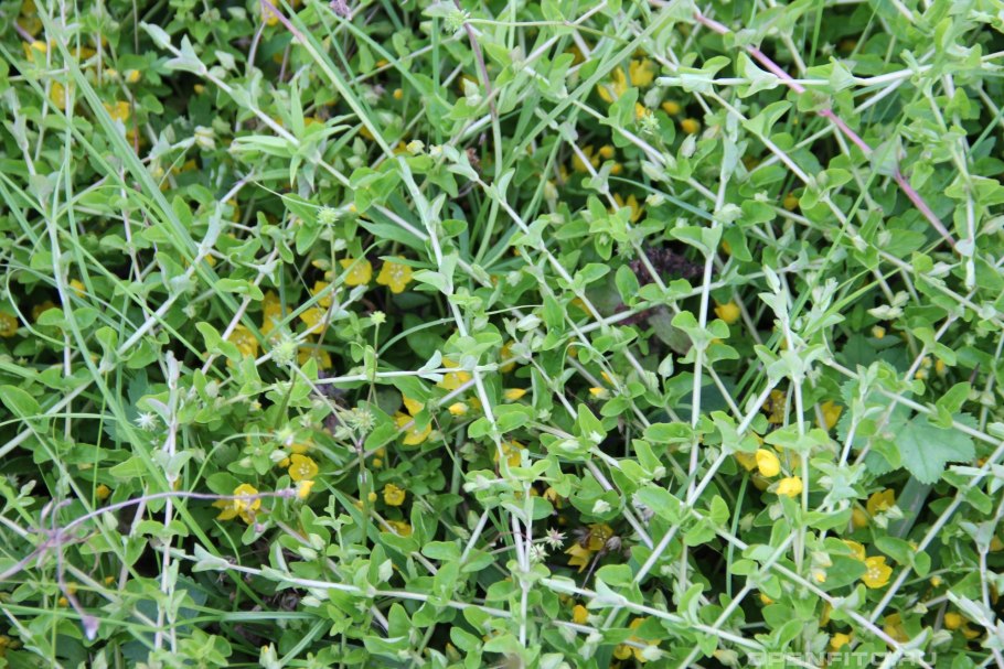 Трава ползучая Полевая