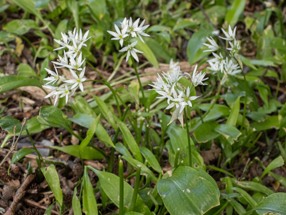 Черемша – лук Медвежий Allium ursinum