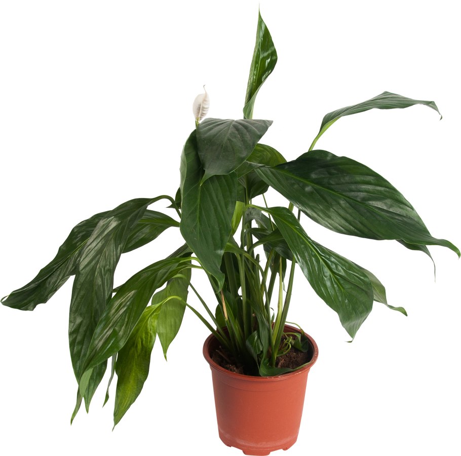 Спатифиллум каннолистный