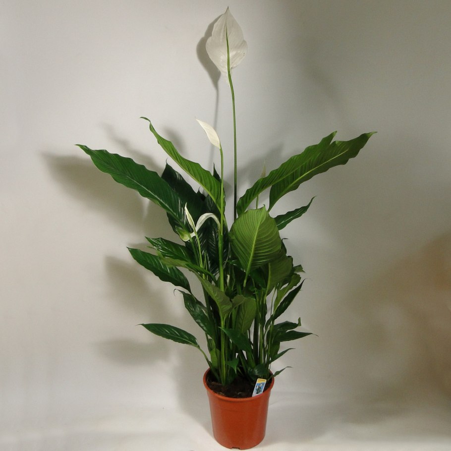 Спатифиллум Верди