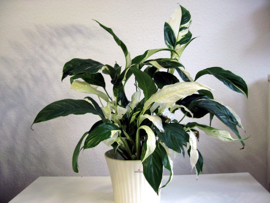 Спатифиллум Уоллиса (Spathiphyllum wallisii)