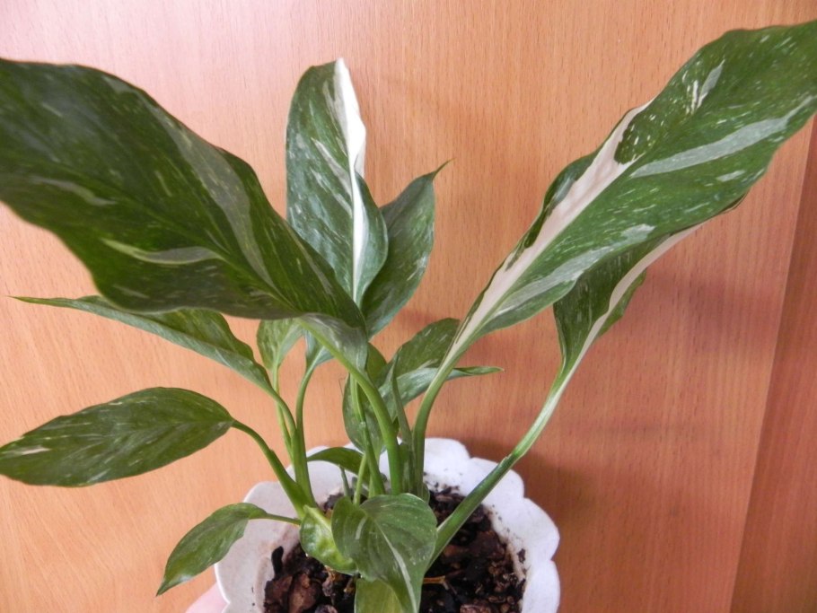 Спатифиллум Уоллиса