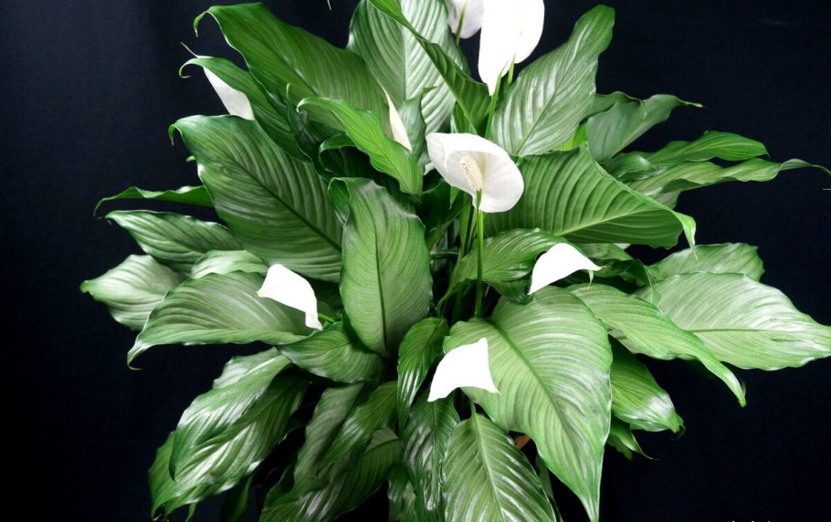 Спатифиллум Кинг