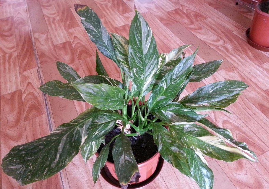 Спатифиллум Уоллиса (Spathiphyllum wallisii)