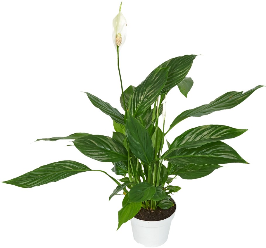 Спатифиллум Sebastiano