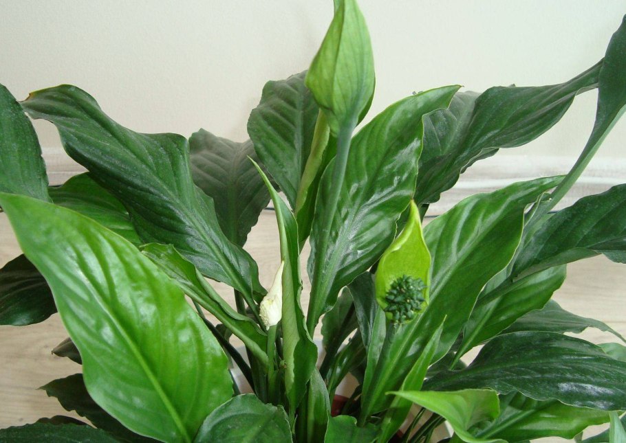 Спатифиллум Верди