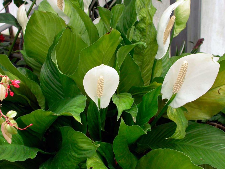Спатифиллум обильноцветущий Spathiphyllum floribundum