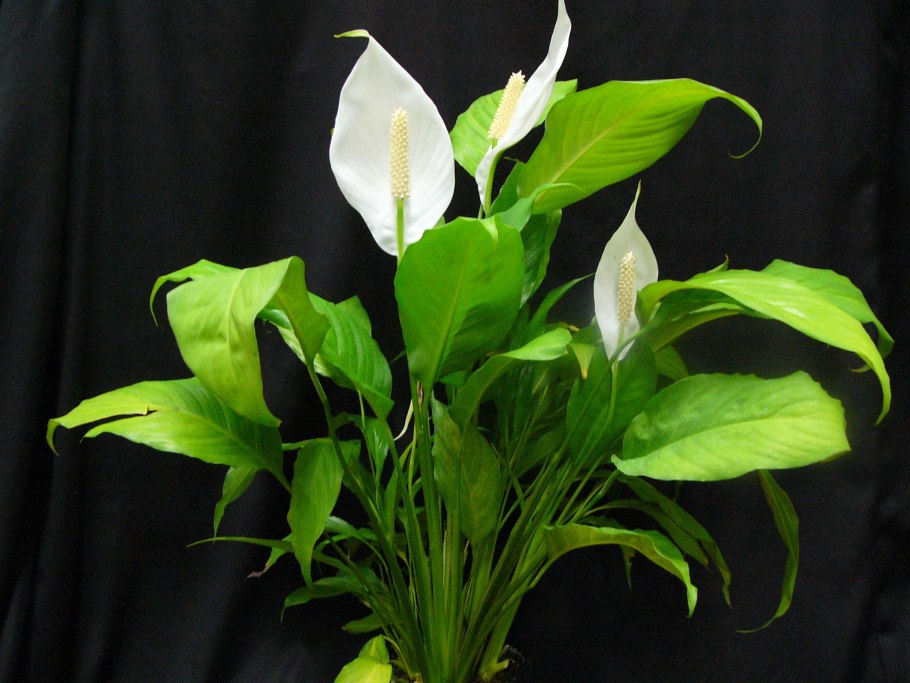 Спатифиллум Джемини