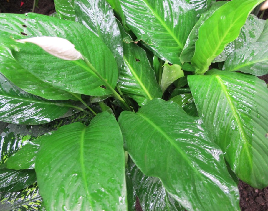 Спатифиллум Алана