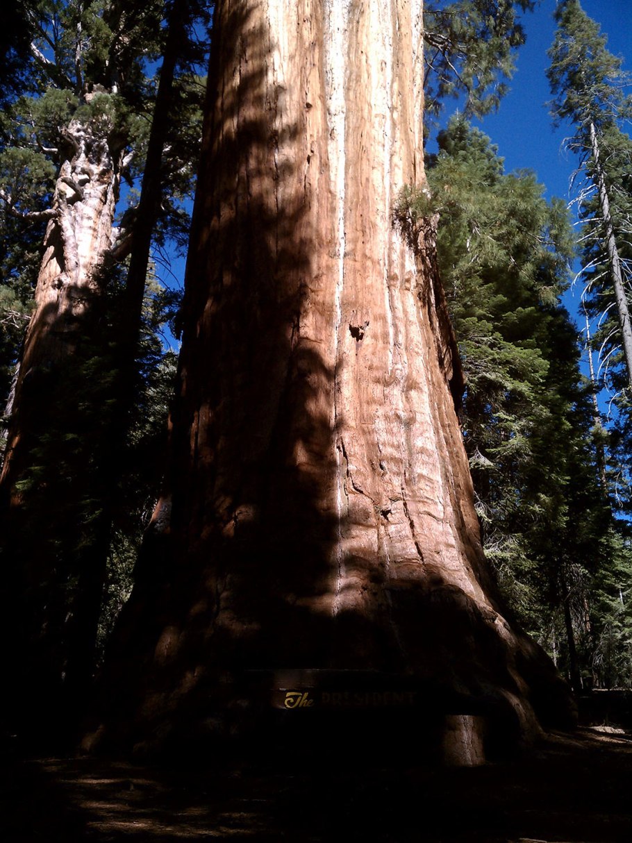 Гигантское дерево Секвойя