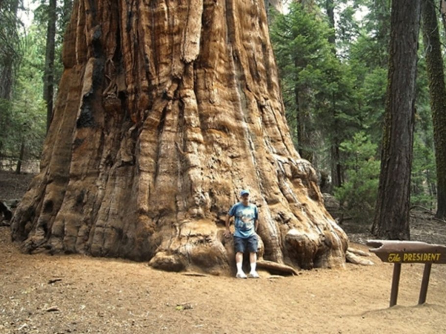 Гигантская Секвойя генерал Шерман