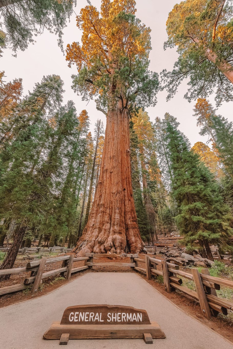 Калифорнийская Секвойя Гиперион