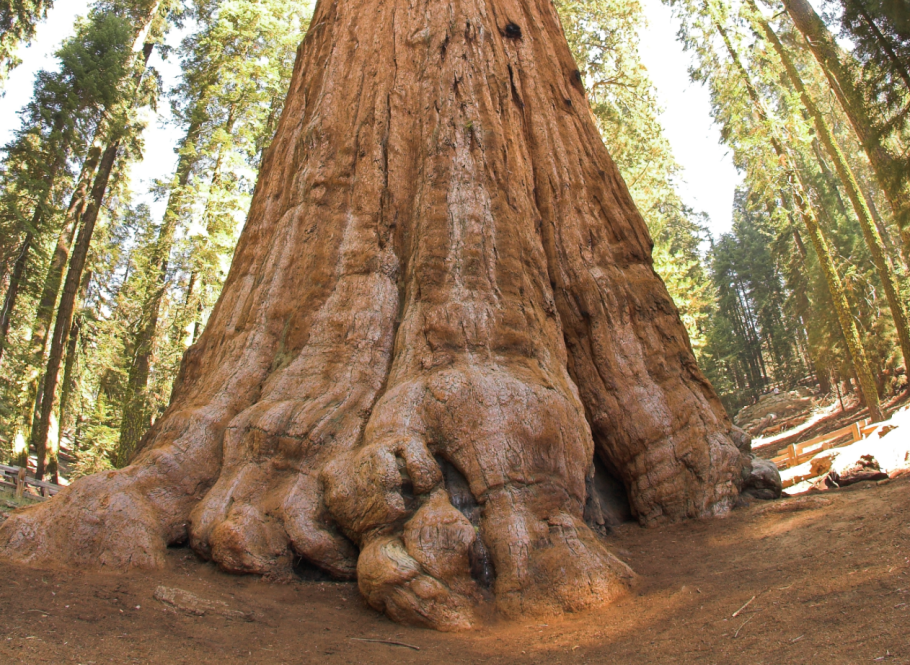 Дерево президент Секвойя
