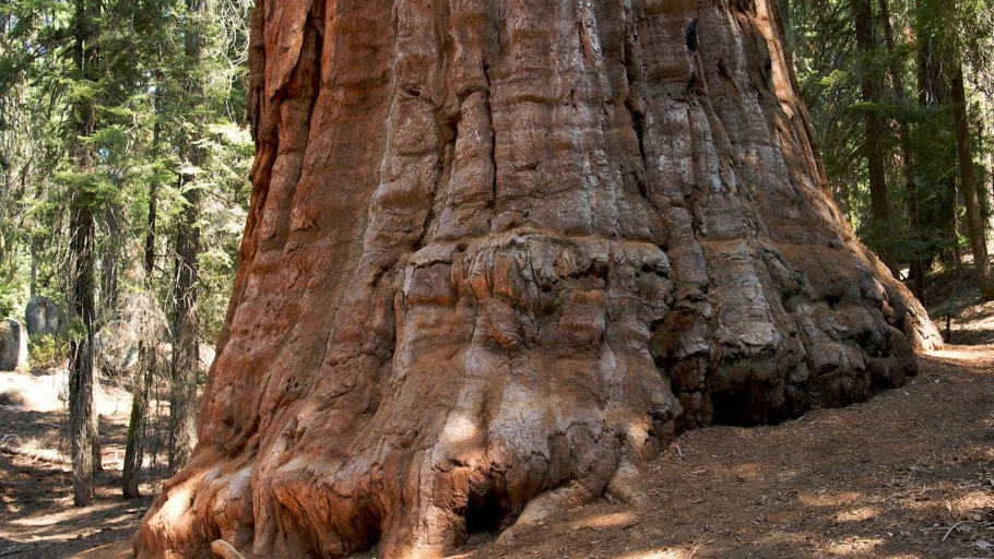 Гигантская Секвойя президент
