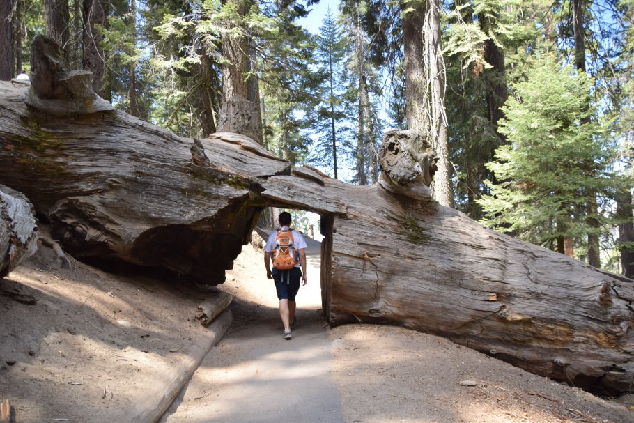 Секвойя дерево 130 метров