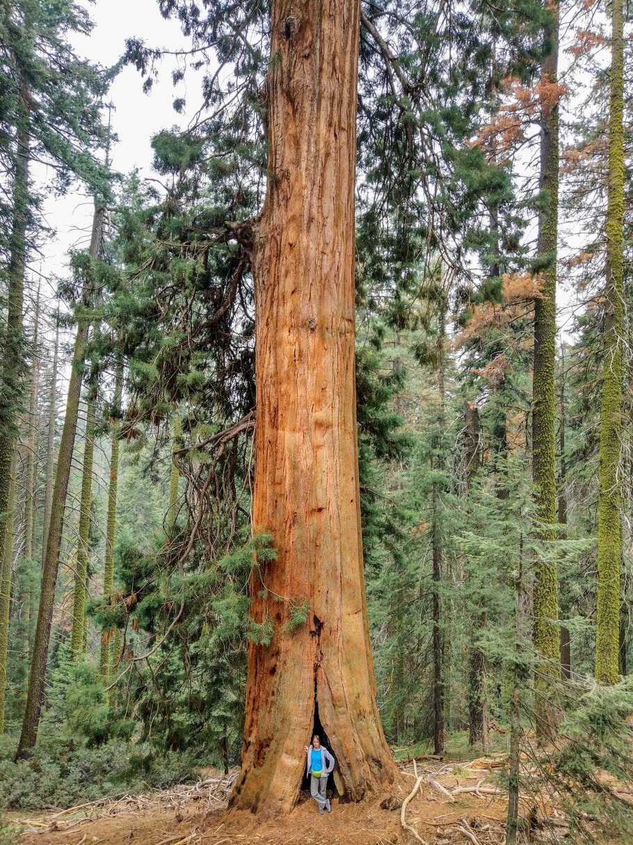 Генерал Шерман дерево