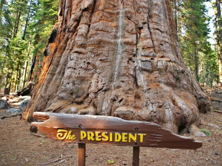 Гигантская Секвойя президент