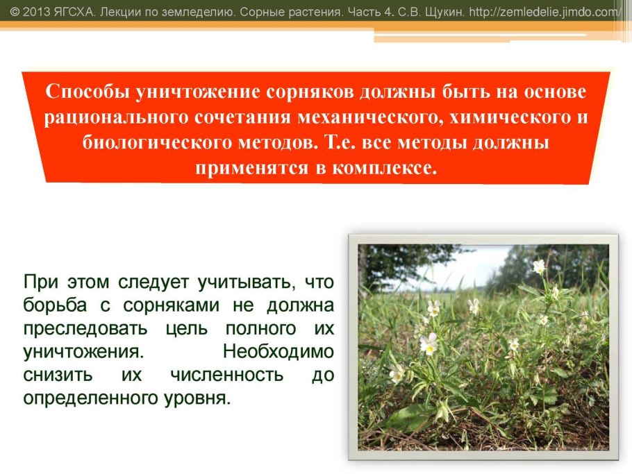 Ржаное поле с васильками