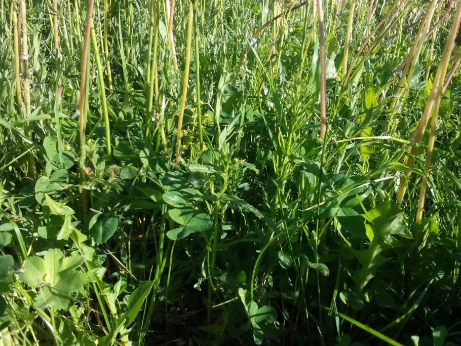 Трава кормовая костёр безостый