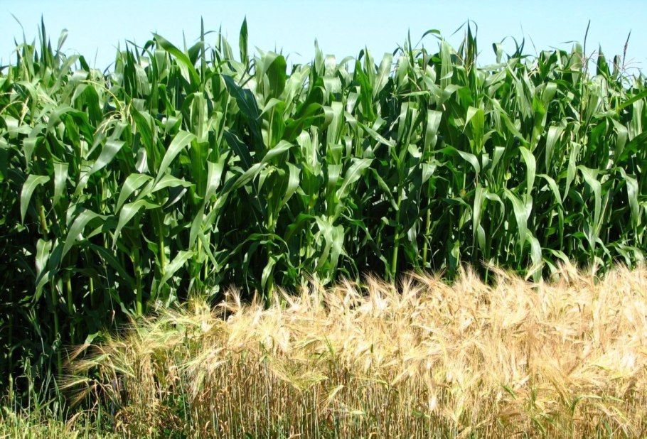 Ядовитые травы для кроликов