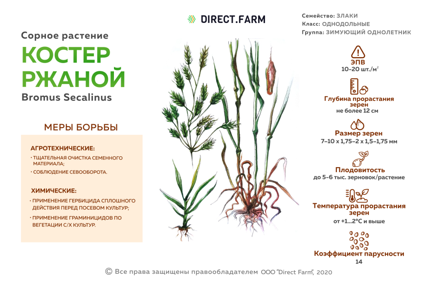 Костер ржаной биологическая группа