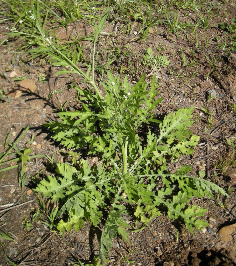 Тимофеевка Луговая (Phleum pratense)