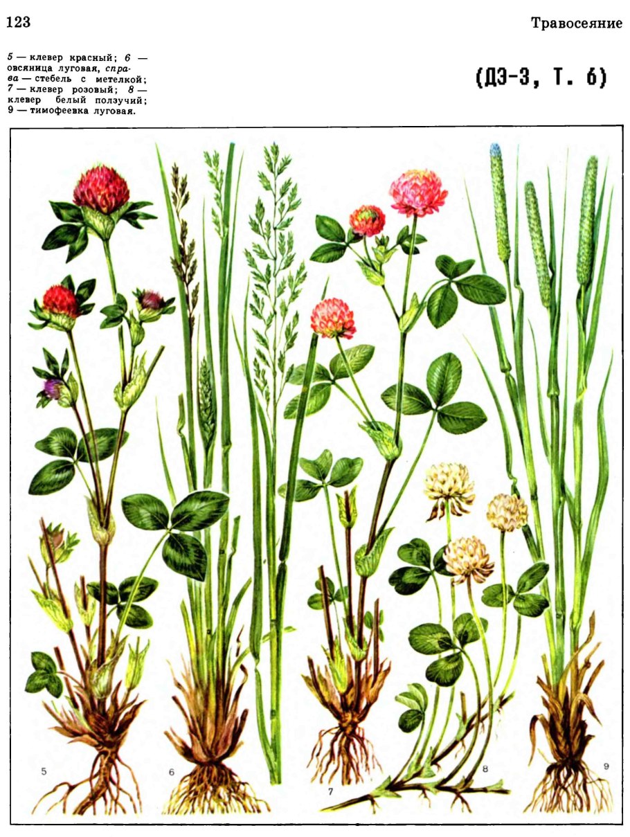 Злаковые сорняки Крыма