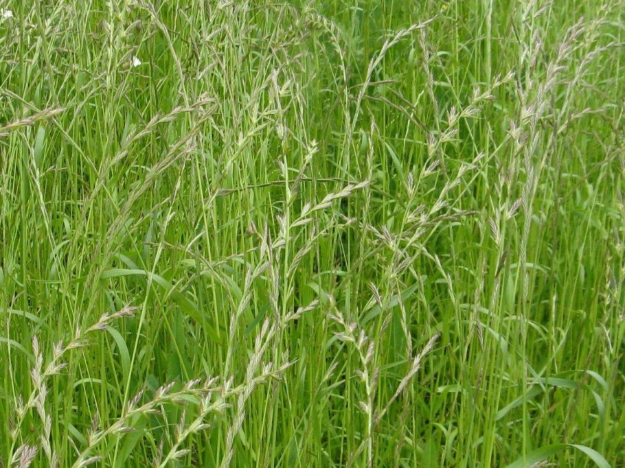 Костер безостый (Bromus inermis