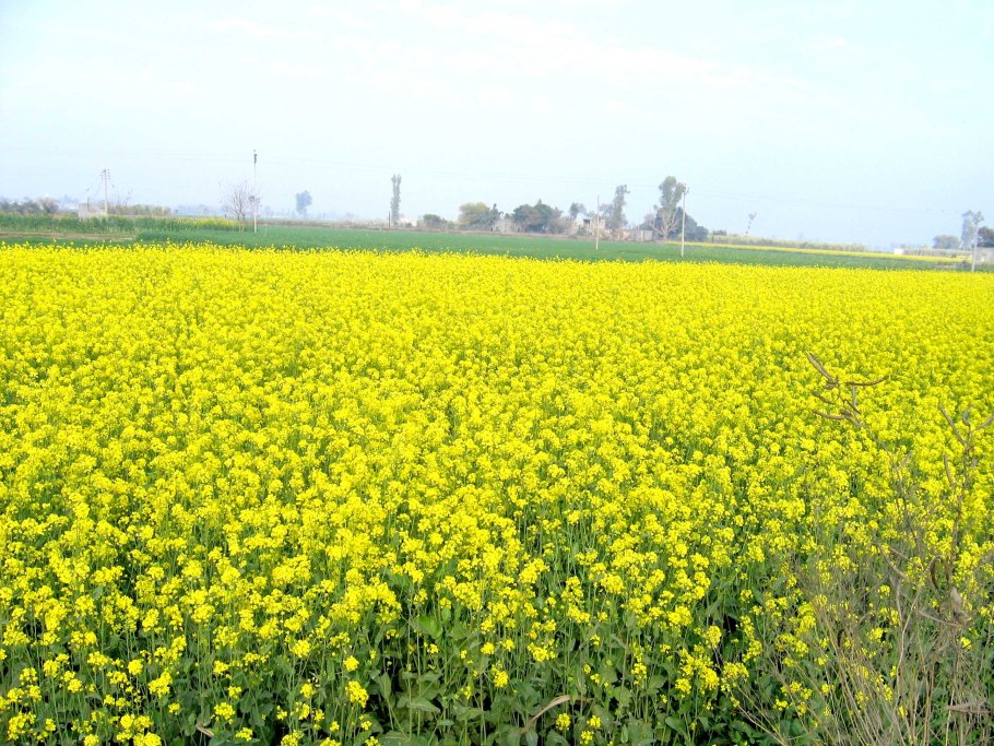 Дикорастущие растения поля