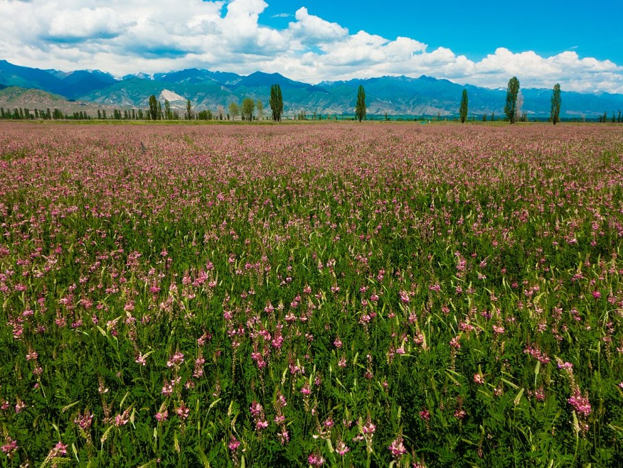 Эспарцет песчаный Onobrychis arenaria