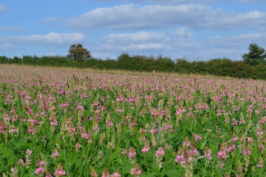 Ежа сборная (сорт 'variegata')