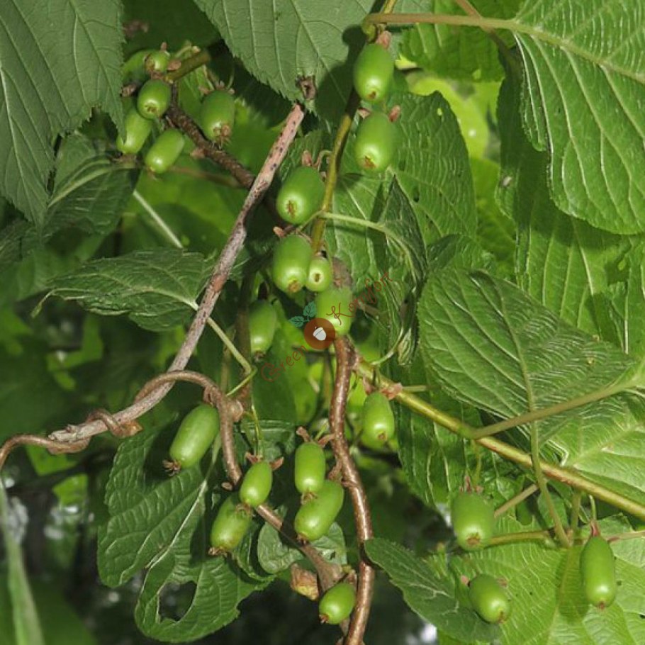 Актинидия коломикта Лакомка