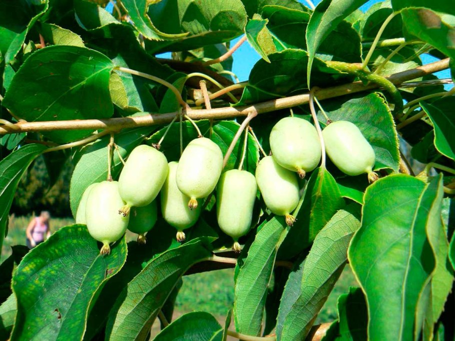 Лиана актинидия