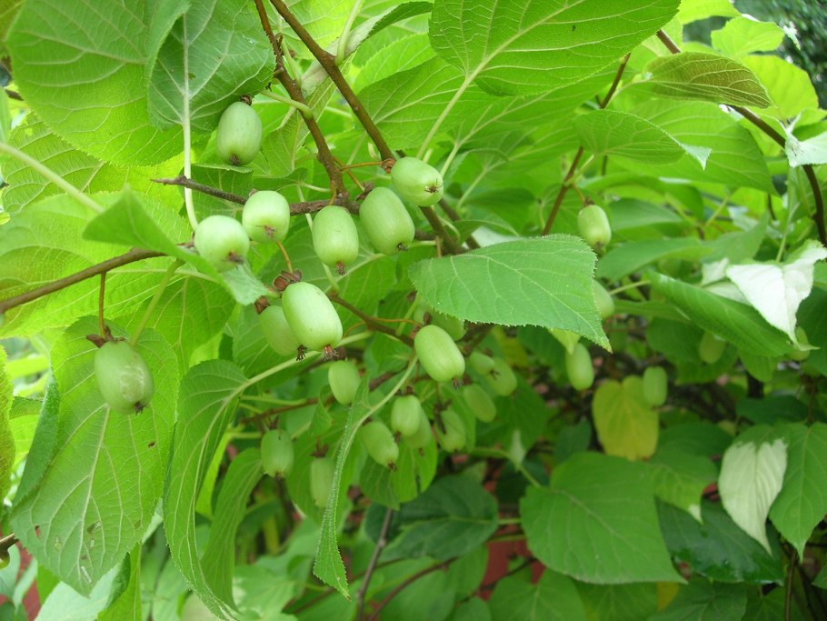 Дикий киви актинидия