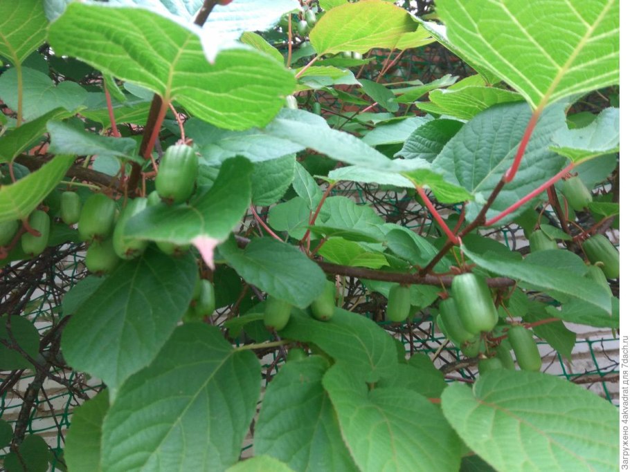 Актинидии коломикта