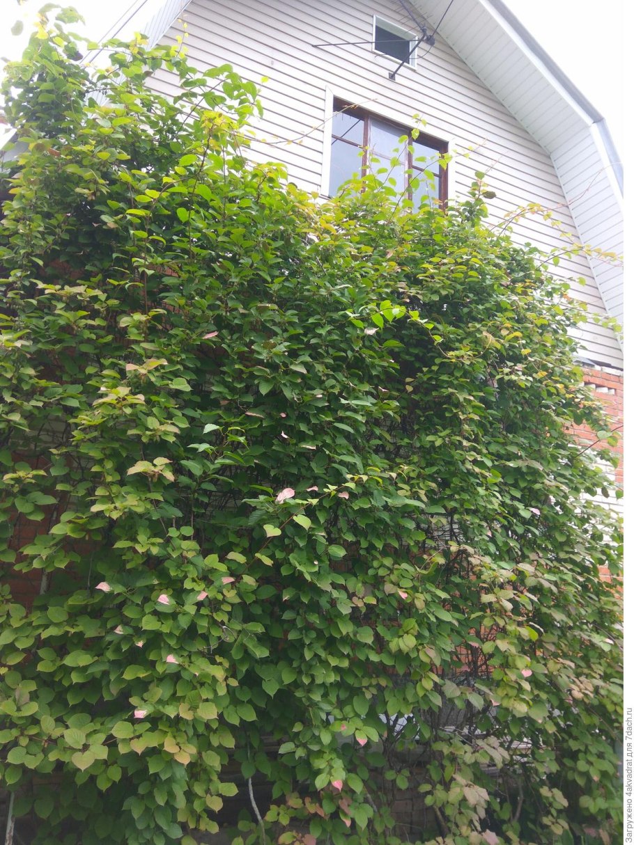 Дальневосточный кишмиш актинидия