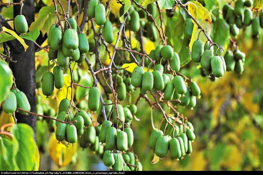 Актинидия аргута и коломикта