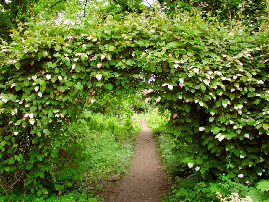 Актинидия Земляничная