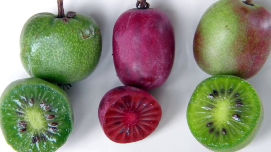 Мужские цветки актинидии коломикта