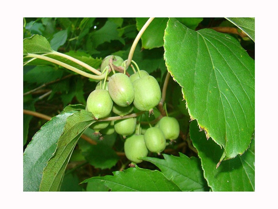 Актинидия аргута и коломикта