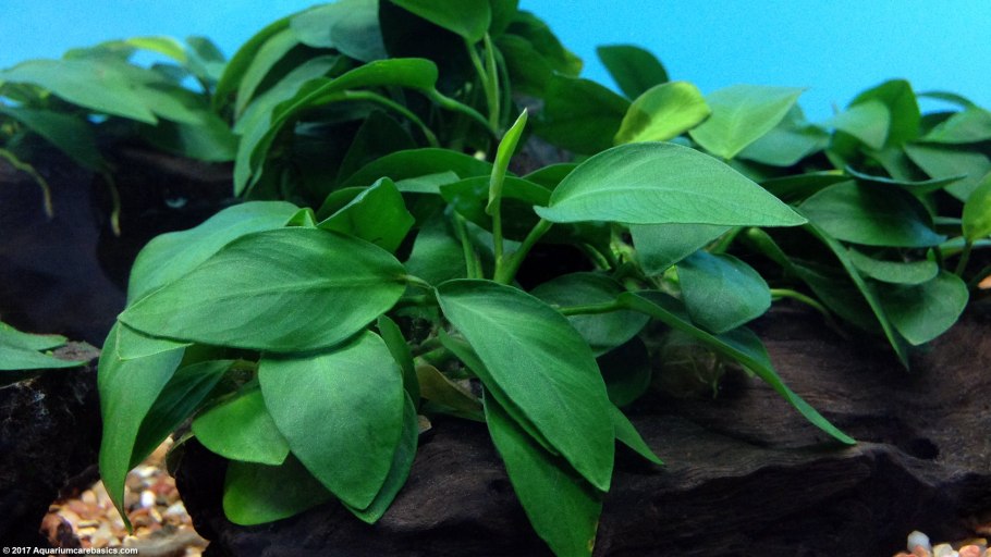 Анубиас Нана Петит