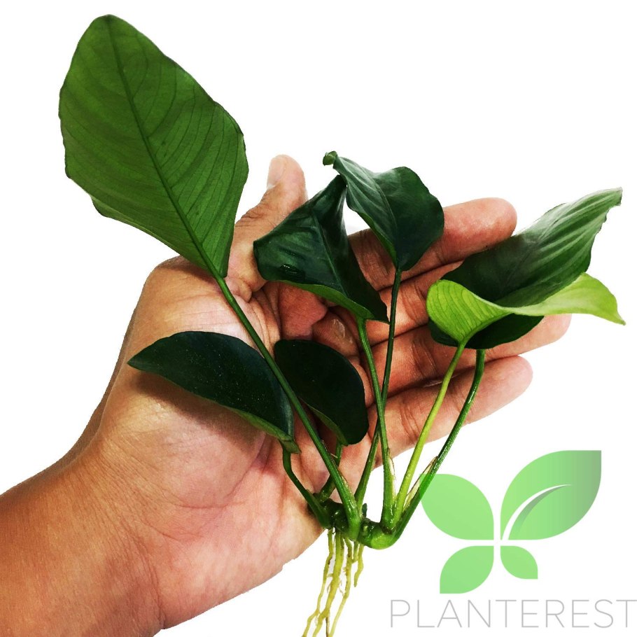 Анубиас бартера Нана Голден