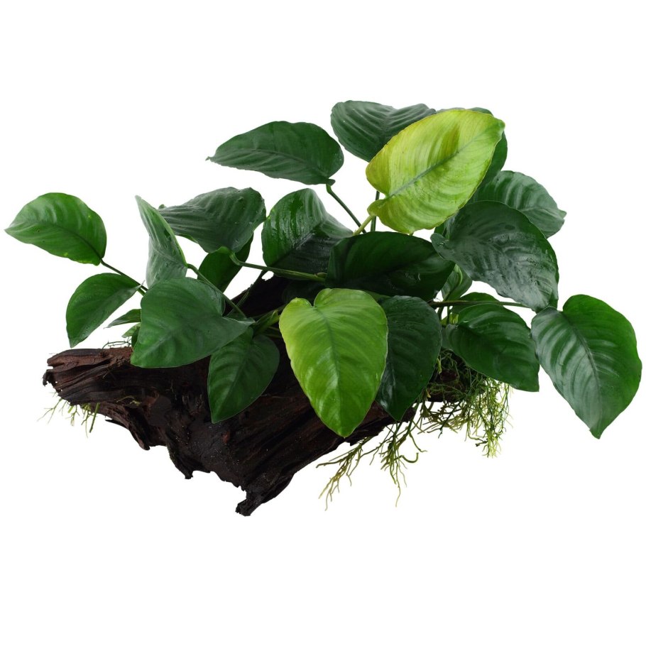 Anubias barteri var nana