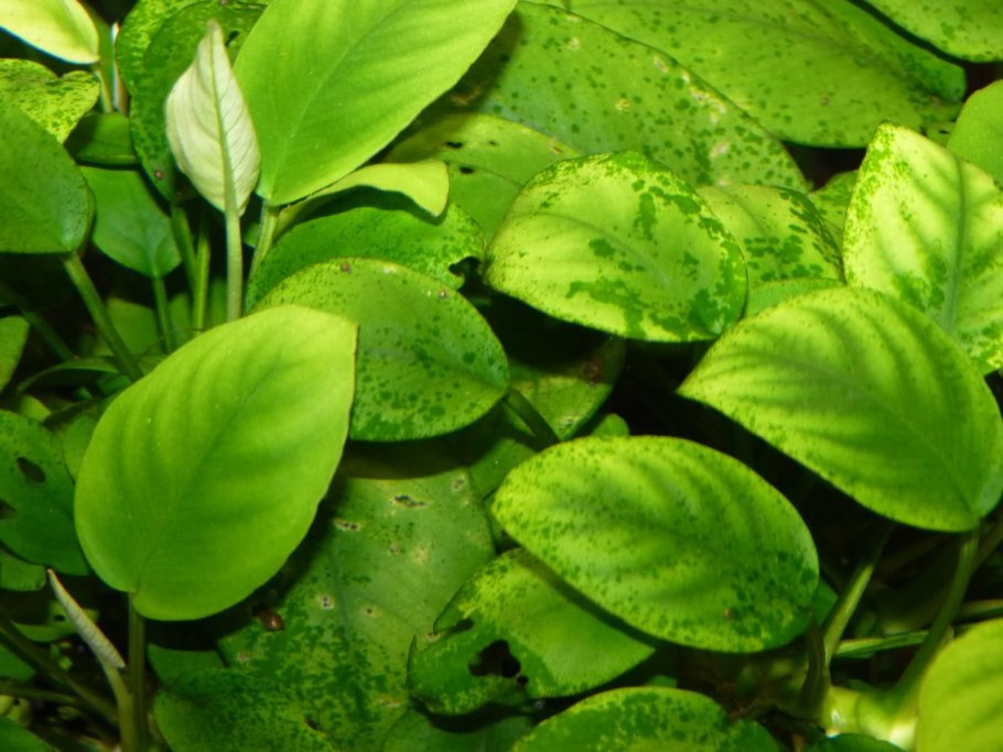 Анубиас Нана