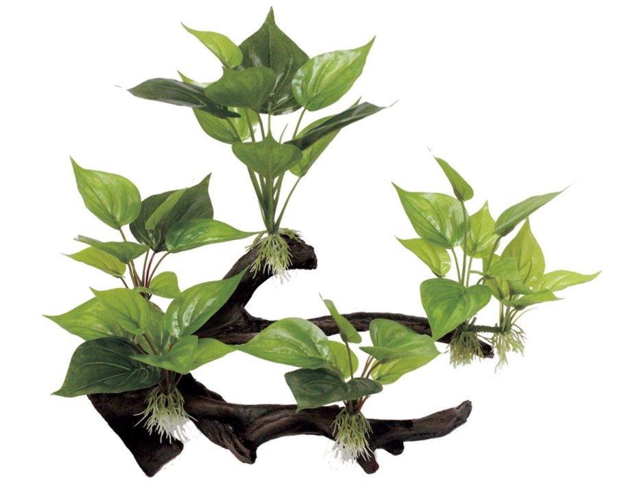 Анубиас Нана