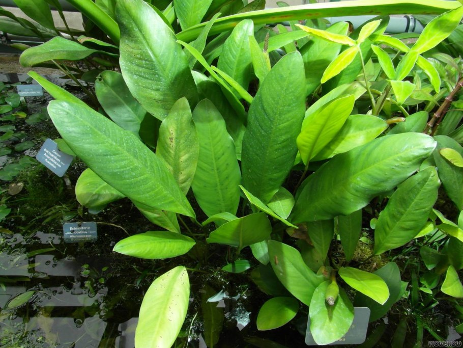 Анубиас конгенсис Anubias Congensis