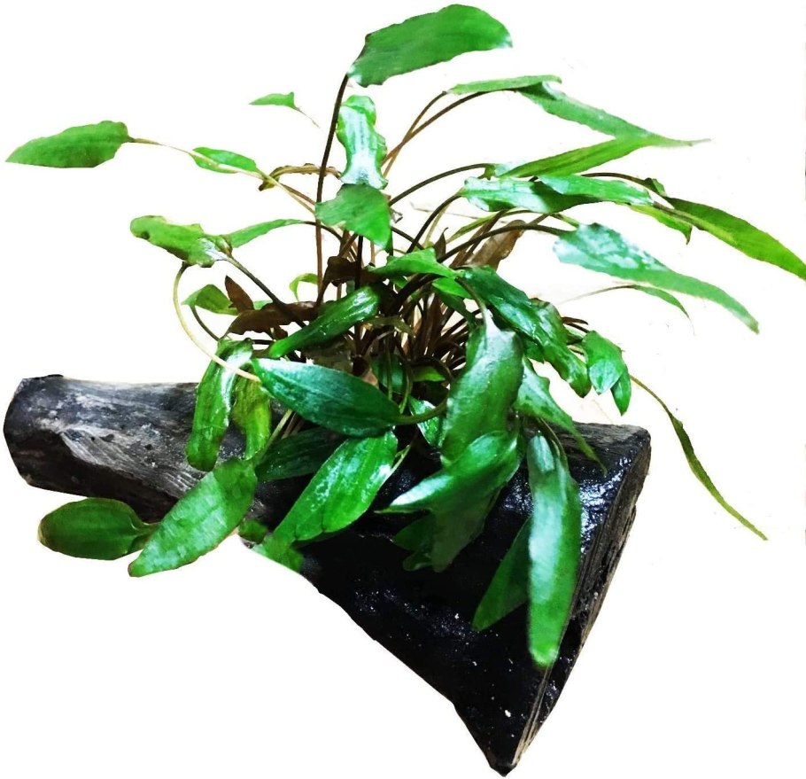 Криптокорина устериана